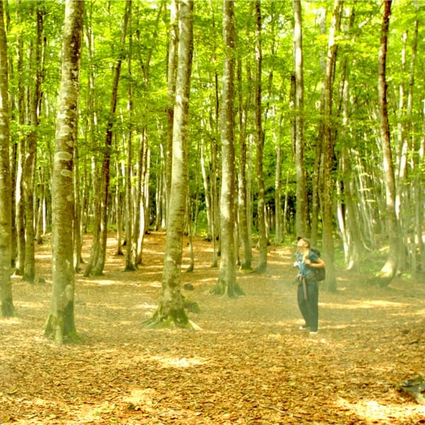 Beech Forest: Bijinbayashi